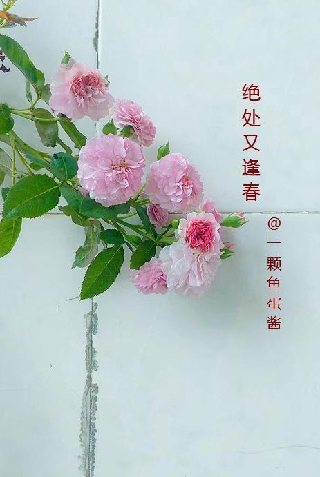 绝处逢生 意思