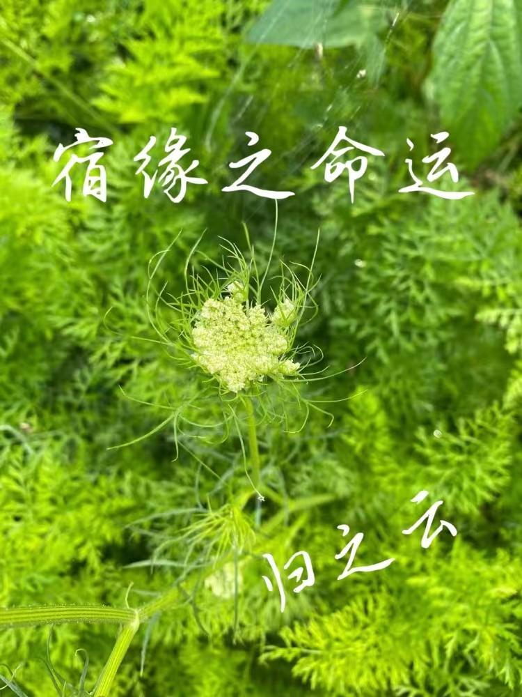 宿命缘是什么意思
